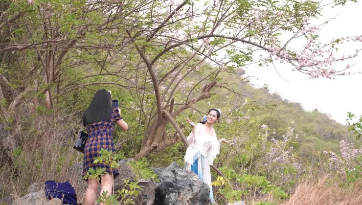 Vũng Tàu Đón Mùa Đỗ Mai – Không Khí Xuân Rực Rỡ Phố Biển 1 chup hinh hoa do mai vung tau Vũng Tàu Đón Mùa Đỗ Mai – Không Khí Xuân Rực Rỡ Phố Biển